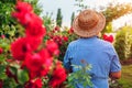 Senior woman gathering flowers in garden. Middle-aged woman smelling pink roses. Gardening concept Royalty Free Stock Photo