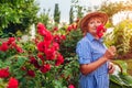 Senior woman gathering flowers in garden. Middle-aged woman smelling pink roses. Gardening concept Royalty Free Stock Photo