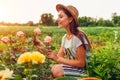 Senior woman gathering flowers in garden. Middle-aged woman smelling and admiring roses. Gardening concept Royalty Free Stock Photo