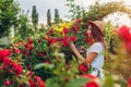 Senior woman gathering flowers in garden. Middle-aged woman smelling and cutting roses off. Gardening concept Royalty Free Stock Photo