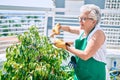 Senior woman with grey hair wearing gloves and gardener apron gardening the plants at home