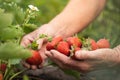 Senior woman hands full of fresh juicy strawberries collected in the garden. Close up shot of freshly picked ripe red strawberries Royalty Free Stock Photo