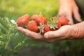 Senior woman hands full of fresh juicy strawberries collected in the garden. Close up shot of freshly picked ripe red strawberries Royalty Free Stock Photo