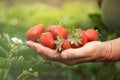 Senior woman hands full of fresh juicy strawberries collected in the garden. Close up shot of freshly picked ripe red strawberries Royalty Free Stock Photo