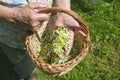 Senior woman hands holding chamomile medical flowers in hand Royalty Free Stock Photo