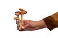 Senior woman hands holding mushrooms,hands of a senior man holding mushrooms on a white background Royalty Free Stock Photo