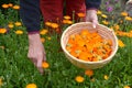 Senior woman hands picking fresh marigold calendula medical flowers
