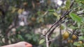 Senior woman hands using hand pruners or pruning shears pruning lime tree branches and twigs in organic farm garden, plant care