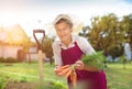 Senior woman harvesting carrots