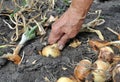 Senior woman harvesting onion