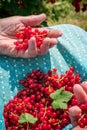 Senior woman in her garden and homegrown redcurrants