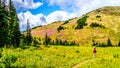 Senior woman hiking through alpine meadows covered in wildflowers in the high alpine Royalty Free Stock Photo