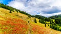 Woman hiking on Tod Mountain near the village of Sun Peaks in BC Canada Royalty Free Stock Photo