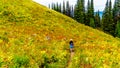 Woman hiking on Tod Mountain near the village of Sun Peaks in BC Canada Royalty Free Stock Photo