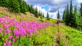 Senior woman on a hiking trail in alpine meadows covered in pink Fireweed flowers