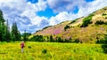 Senior woman on a hiking trail in alpine meadows at the foot of Tod Mountain Royalty Free Stock Photo