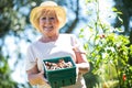 Senior woman holding crate of snail in garden Royalty Free Stock Photo