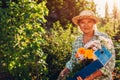 Senior woman holding gathered flowers in box in garden. Elderly retired woman enjoying hobby outdoors