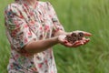 Senior woman holding pine cones in hands Royalty Free Stock Photo