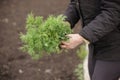 Senior woman holding a young green plant in hands against the background of a terrestrial vegetable garden Royalty Free Stock Photo