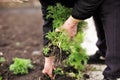 Senior woman holding a young green plant in hands against the background of a terrestrial vegetable garden Royalty Free Stock Photo