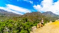 Senior Woman looking at the Slanghoekberge Mountains from the scenic Bainskloof Pass