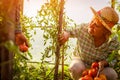 Senior woman and man gathering crop of tomatoes at greenhouse on farm. Farming, gardening concept Royalty Free Stock Photo