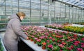 Senior woman in a medical mask chooses a primerose sprout from a variety of multicolor primula seedlings in flower pots in a