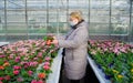 Senior woman in a medical mask chooses a primerose sprout from a variety of multicolor primula seedlings in flower pots in a