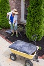 Senior woman mulching around arborvitaes Royalty Free Stock Photo