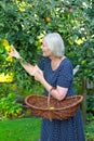 Senior woman picking apples basket Royalty Free Stock Photo