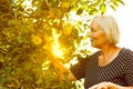 Senior woman picking apples sun