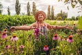 Senior woman picking flowers in garden. Happy gardener walking by Echinacea or coneflower. Outdoor hobby Royalty Free Stock Photo