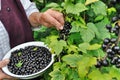 Senior woman picking ripe black currant Royalty Free Stock Photo