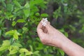 Senior woman picking water jasmine flowers Royalty Free Stock Photo