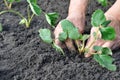 Senior woman planting a strawberry seedling Royalty Free Stock Photo