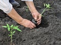 Senior woman planting a tomato seedling Royalty Free Stock Photo