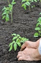 Senior woman planting a tomato seedling Royalty Free Stock Photo