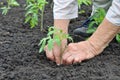 Senior woman planting a tomato seedling Royalty Free Stock Photo