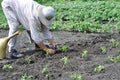 Senior woman planting a tomato seedling Royalty Free Stock Photo