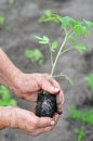 Senior woman planting a tomato seedling Royalty Free Stock Photo