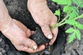 Senior woman planting a tomato seedling Royalty Free Stock Photo