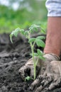 Senior woman planting a tomato seedling Royalty Free Stock Photo