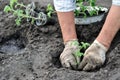 Senior woman planting a tomato seedling Royalty Free Stock Photo