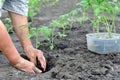 Senior woman planting a tomato seedling Royalty Free Stock Photo