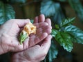 Senior woman is hands are holding a dried orange hibiscus flower. The idea is that everything goes away Royalty Free Stock Photo