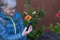 A senior woman sitting in a blossom garden looking at her smartphone. Old retiree using wireless technology