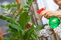 Senior woman taking care of plants at her home, spraying green plant with pure water Royalty Free Stock Photo