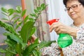 Senior woman spraying a plant with pure water from a spray bottle Royalty Free Stock Photo