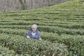 Senior woman on tea plantation in early spring looking at tea bush.